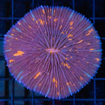 purple-orange-splatter-plate-coral jpeg.jpg