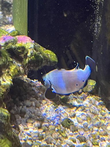 Clownfish1.png