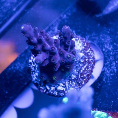 Purple Acropora.jpg