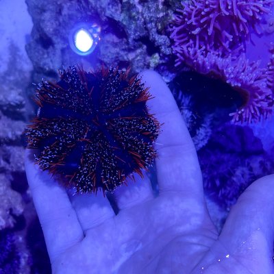 colored urchin.jpg