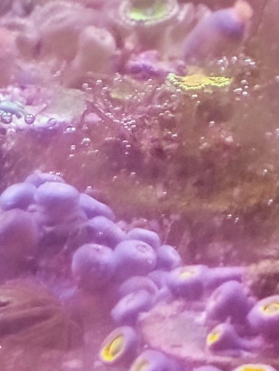 sea algae2.jpg