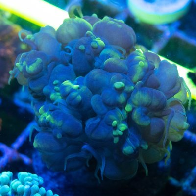 Striped Pearl Bubble Coral (2).jpg