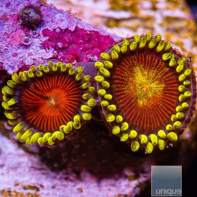 Red and Yellow Zoanthid 15 5.JPG
