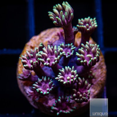 jc-U Purple Goniopora 59 24.JPG