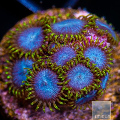 Blue and Green Zoanthid 89 46.JPG