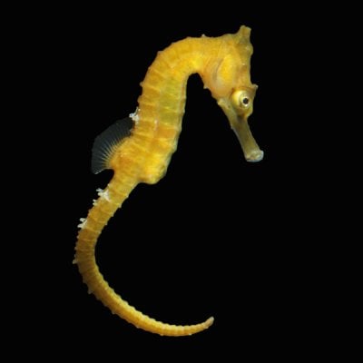 Whites seahorse crop.jpg