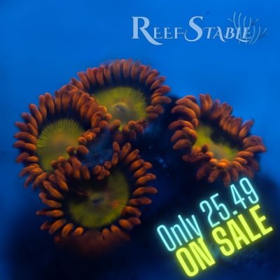 Copy of Copy of All Zoanthids Are Sold Per Polyp (8).jpg