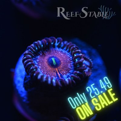 Copy of Copy of All Zoanthids Are Sold Per Polyp (9).jpg