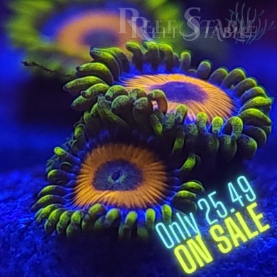 Copy of Copy of All Zoanthids Are Sold Per Polyp (12).jpg