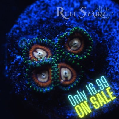Copy of Copy of All Zoanthids Are Sold Per Polyp (14).jpg