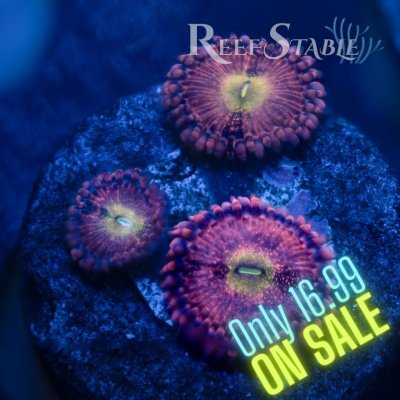 Copy of Copy of All Zoanthids Are Sold Per Polyp (16).jpg