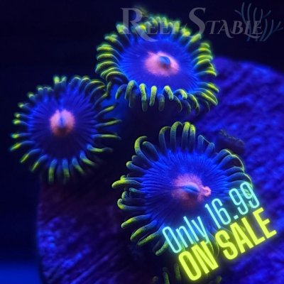 Copy of Copy of All Zoanthids Are Sold Per Polyp (23).jpg