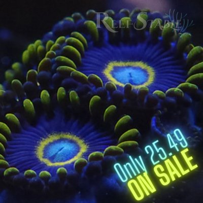 Copy of Copy of All Zoanthids Are Sold Per Polyp.jpg