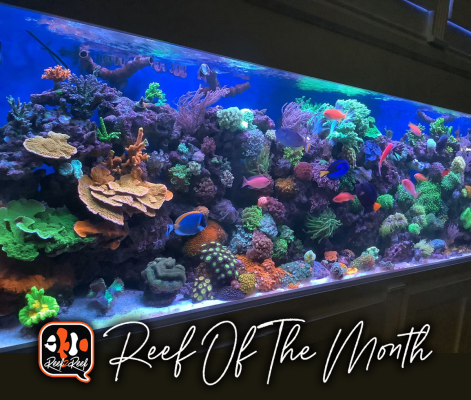 REEF OF THE MONTH - April 2024: A Full Wall Bookcase Aquarium!!!