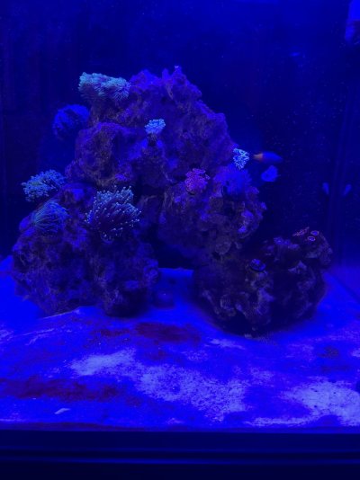 IMG_9896.jpeg