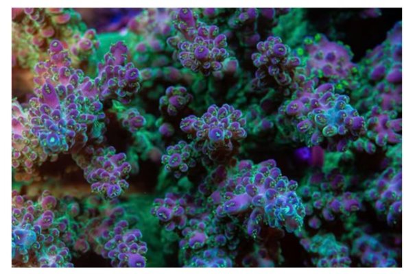 Reef2Rainforest feature CORAL Reef Visions BONUS….jpeg