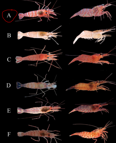 shrimp.PNG