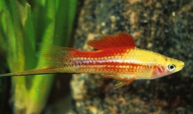 X15-Pineapple-Candy-Swordtail-1-2-Each-Freshwater-Fish-Freshwater-Fish-Package_ba181c97-ac53-4...jpg