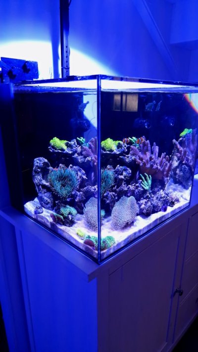 Waterbox cube mix reef