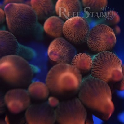 rainbow-bubble-tip-anemone.jpg
