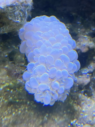 Bubble.jpg