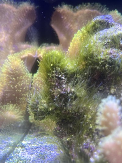 Algae ID and how to remove | REEF2REEF Saltwater and Reef Aquarium Forum