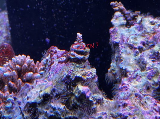 Coral 1.jpeg