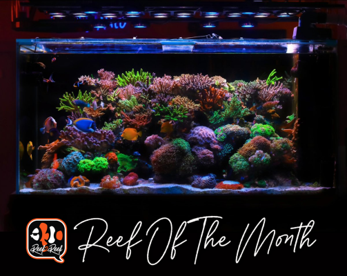 REEF OF THE MONTH - May 2024: A MIXED REEF SMACKDOWN!!!
