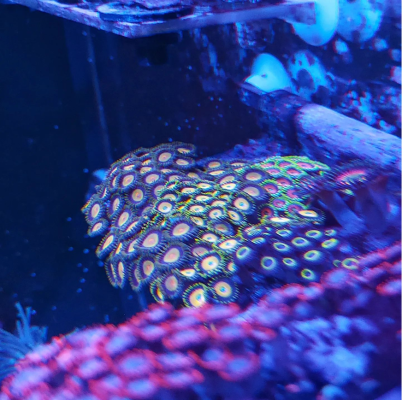 zoas.PNG