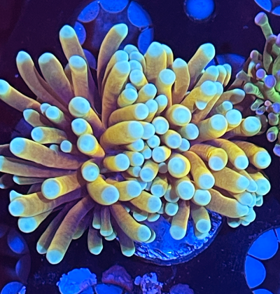 Coral Indo gold.png