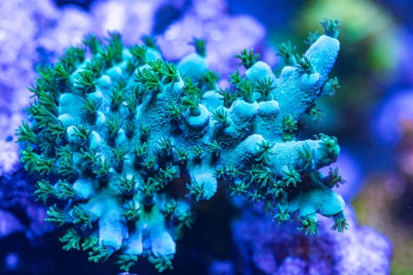 240512_Corals-39.jpg