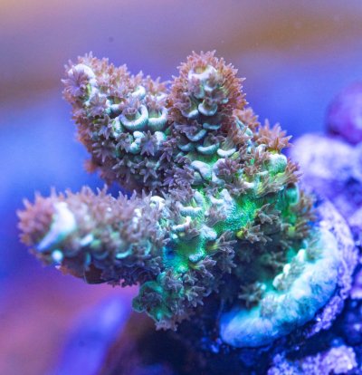 240512_Corals-27.jpg