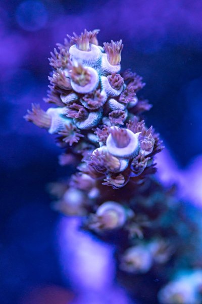 240512_Corals-33.jpg