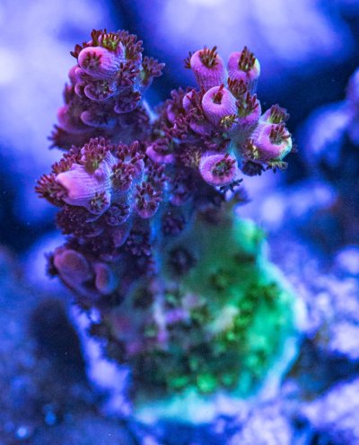 240512_Corals-23.jpg