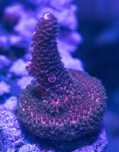240512_Corals-6.jpg