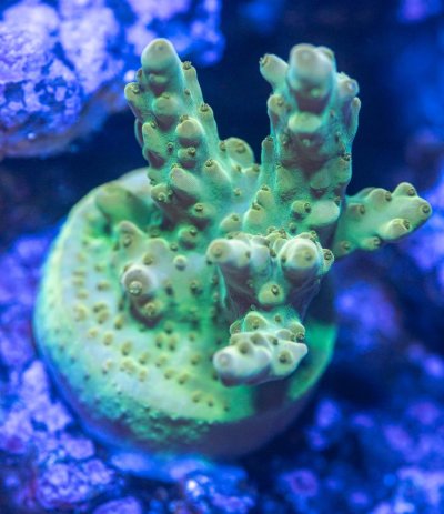 240512_Corals-7.jpg