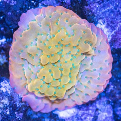 240512_Corals-15.jpg