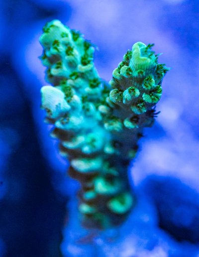 240512_Corals-10.jpg