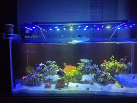 Peral Reef tank | Reef2Reef