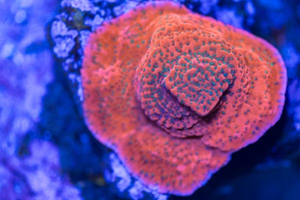 240512_Corals-1.jpg
