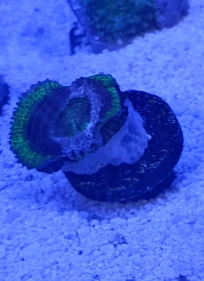 acan3~2.jpg