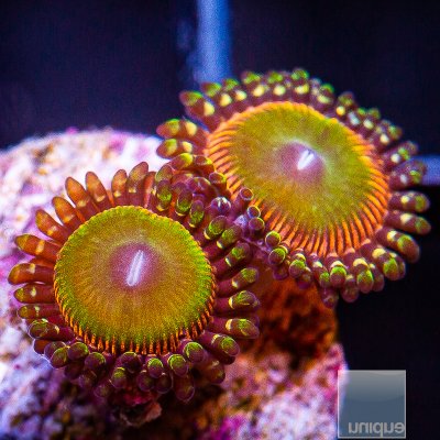 Candy Apple Red Zoanthid 34 21.JPG