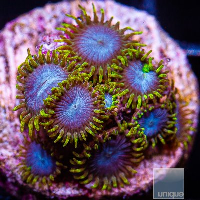 Green and Blue Zoanthid 89 56.JPG