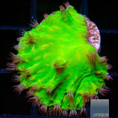 Neon Cabbage Coral 49 26.JPG