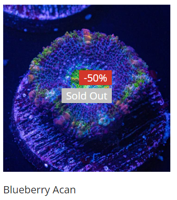 Blueberry acan.png