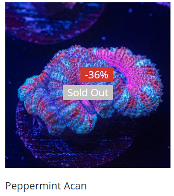 peppermint acan.png