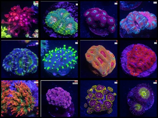 LRO Corals.jpg