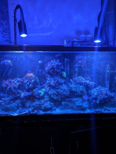 65g marineland