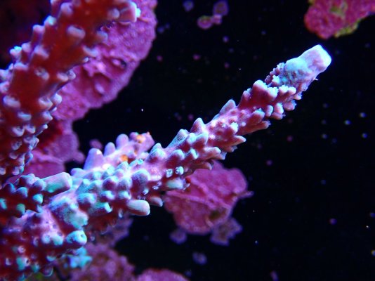 P5250071.JPG