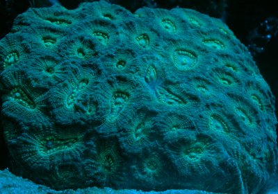 Oulophyllia Coral - Moon, Moonstone Coral